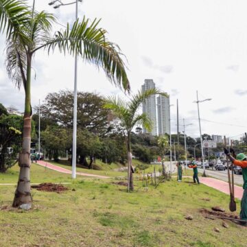 Salvador amplia arborização ao longo do BRT com novo plantio na Juracy Magalhães