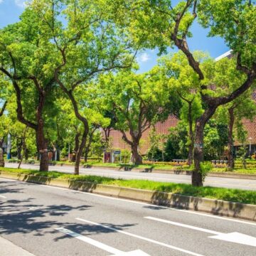 Prefeitura de Salvador lança programa Corredores Verdes para ampliar arborização na cidade