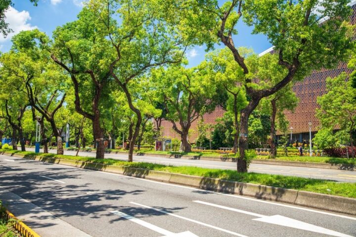 Prefeitura de Salvador lança programa Corredores Verdes para ampliar arborização na cidade