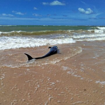 Falsa-orca é resgatada por banhistas e comerciantes nesta sexta-feira na costa da Bahia