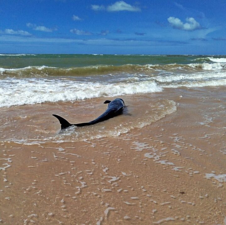 Falsa-orca é resgatada por banhistas e comerciantes nesta sexta-feira na costa da Bahia
