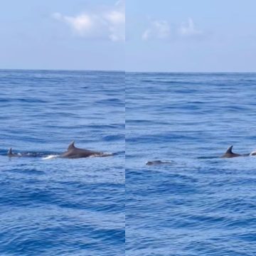 Golfinhos são flagrados no mar de Salvador; veja vídeo