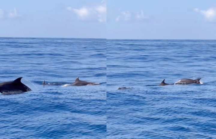 Golfinhos são flagrados no mar de Salvador; veja vídeo