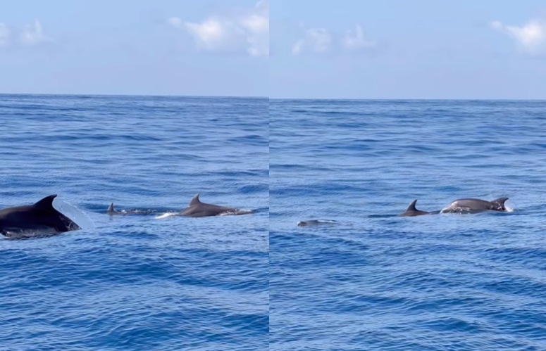Golfinhos são flagrados no mar de Salvador; veja vídeo