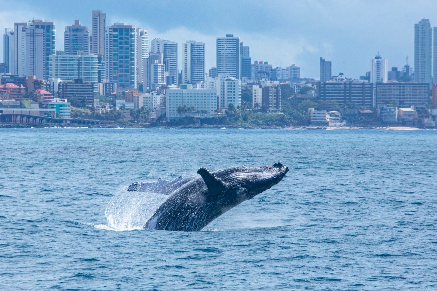 Avistamento de baleias-jubarte na Baía de Todos-os-Santos emociona turistas do Brasil e do exterior