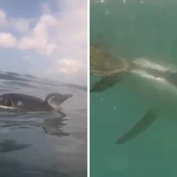 VÍDEO: Pinguim é flagrado nadando em praia do Rio Vermelho, em Salvador