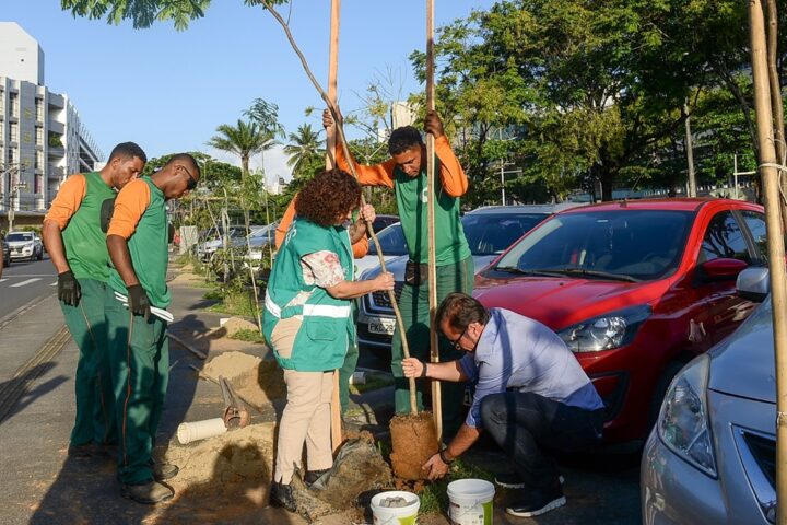 Salvador planta 12,6 mil árvores e bate recorde na Operação Plantio-Chuva 2025