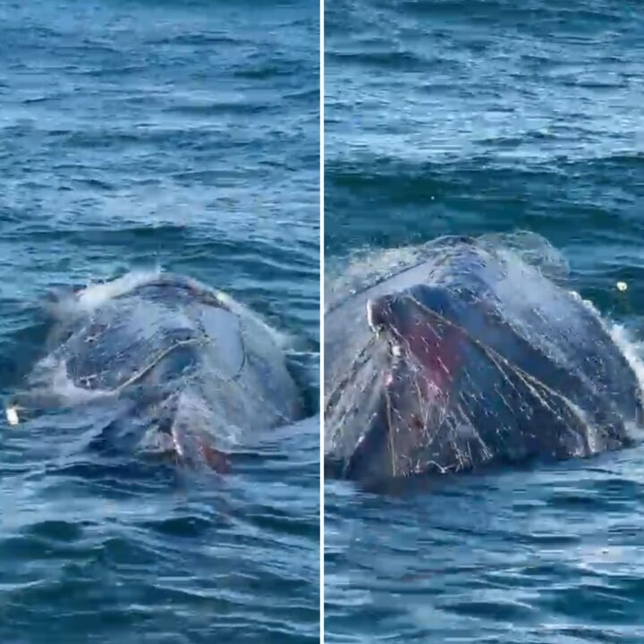 Baleia é resgatada após ficar presa em rede de pesca em Barra Grande, na Península de Maraú