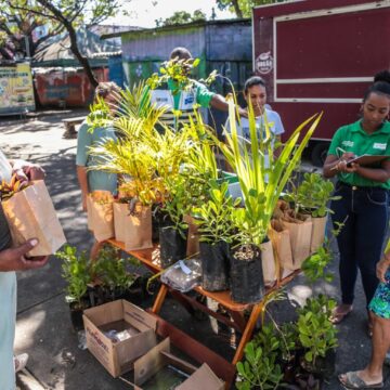 Salvador celebra o Dia da Árvore com distribuição de mil mudas da Mata Atlântica