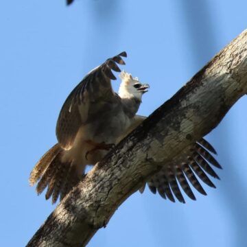 Maior águia das Américas ganha monitoramento em parque de Porto Seguro e coloca cidade no mapa do ecoturismo