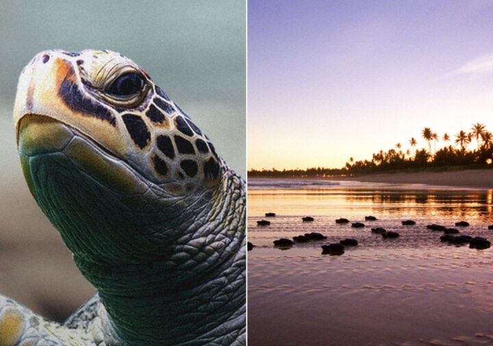 Temporada de tartarugas marinhas começa na Bahia e especialistas alertam para cuidados