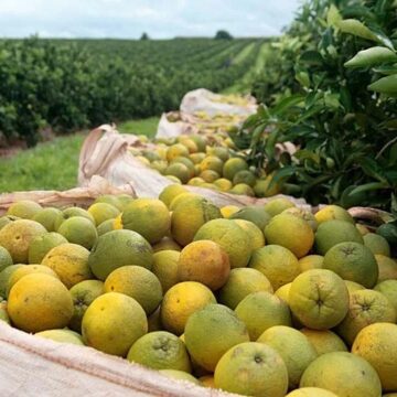 Rio Real celebra Festa da Laranja e consolida liderança na produção citrícola da Bahia