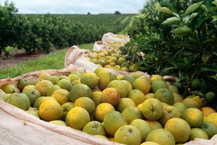 Rio Real celebra Festa da Laranja e consolida liderança na produção citrícola da Bahia