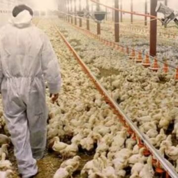 UE reconhece Brasil como livre de gripe aviária e retoma compras de carne de frango