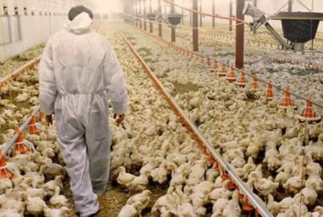 UE reconhece Brasil como livre de gripe aviária e retoma compras de carne de frango