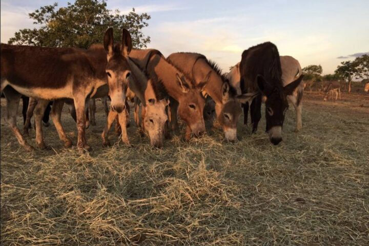 Ministério Público recomenda suspensão da criação de jumentos na Bahia; entenda
