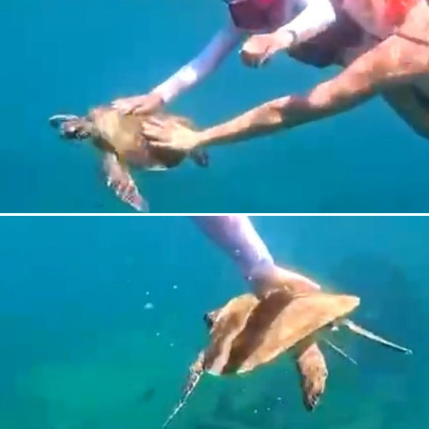 Turista é multada em R$ 10 mil por tocar em tartaruga-marinha em Fernando de Noronha
