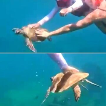Turista é multada em R$ 10 mil por tocar em tartaruga-marinha em Fernando de Noronha