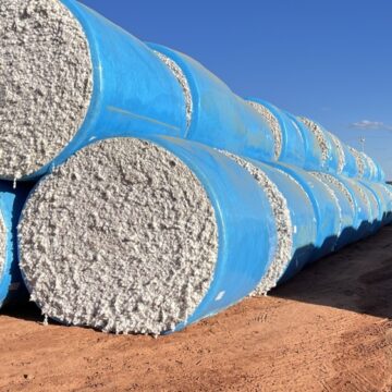 Algodão da Bahia ganha força no mercado internacional e ajuda Brasil a superar os EUA