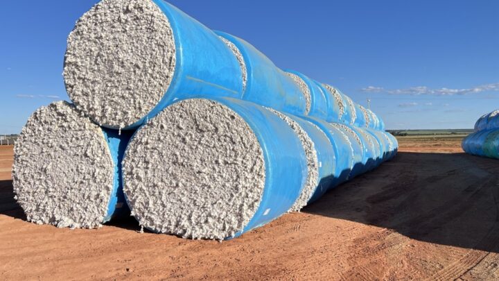 Algodão da Bahia ganha força no mercado internacional e ajuda Brasil a superar os EUA