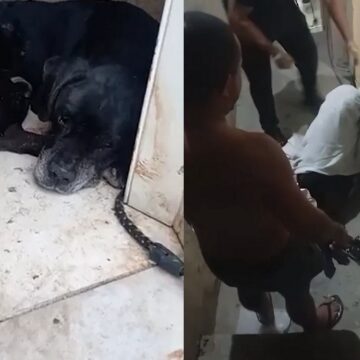 Cachorro baleado durante operação no Rio de Janeiro passa por cirurgia e recebe alta Cachorro baleado durante operação no Rio de Janeiro passa por cirurgia e recebe alta