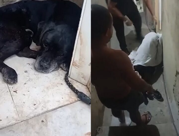 Cachorro baleado durante operação no Rio de Janeiro passa por cirurgia e recebe alta Cachorro baleado durante operação no Rio de Janeiro passa por cirurgia e recebe alta
