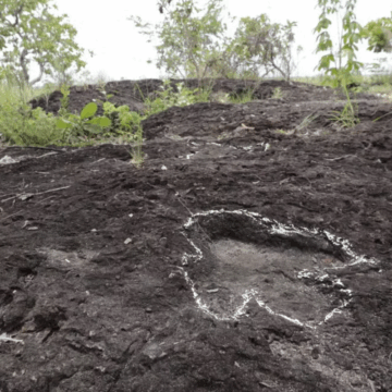 Pegadas de dinossauros são descobertas na Amazônia; veja fotos Pegadas de dinossauros são descobertas na Amazônia; veja fotos