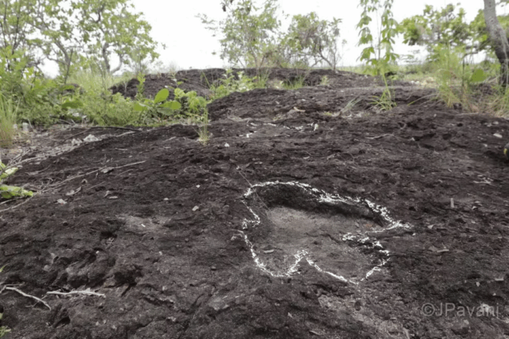 Pegadas de dinossauros são descobertas na Amazônia; veja fotos