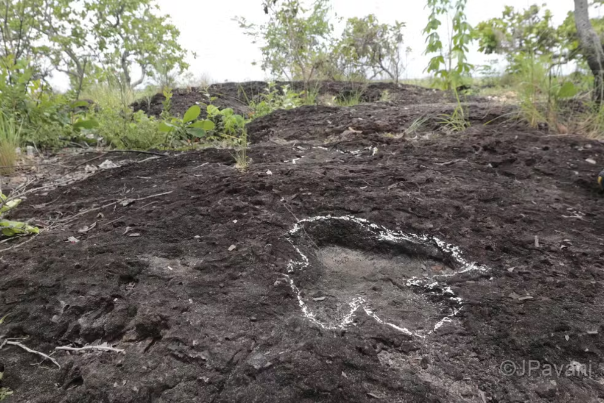 Pegadas de dinossauros são descobertas na Amazônia; veja fotos Pegadas de dinossauros são descobertas na Amazônia; veja fotos