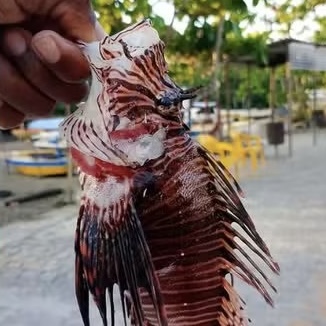 Peixe-leão volta a ser registrado na Bahia e acende alerta para risco ambiental