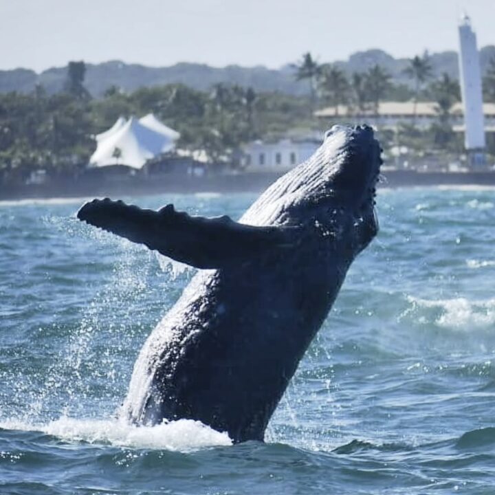 Praia do Forte celebra 25 anos do Projeto Baleia Jubarte; confira a programação