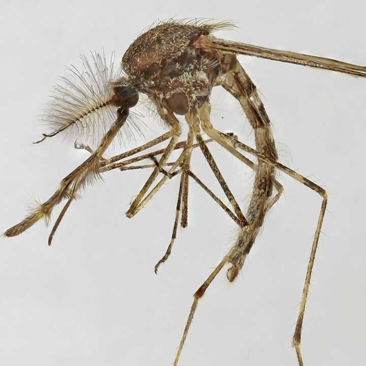 Mosquitos são registrados pela primeira vez na Islândia; descoberta preocupa cientistas
