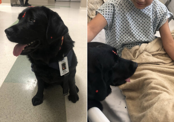 Hospital baiano gerido pelo Einstein recebe nova cão terapeuta e amplia equipe multiprofissional da unidade