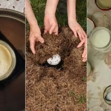 Iogurte feito com formigas vira sensação em restaurante duas estrelas Michelin