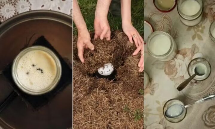 Iogurte feito com formigas vira sensação em restaurante duas estrelas Michelin