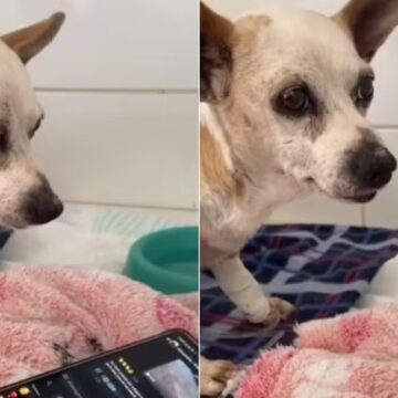 Vira-lata caramelo internado reage a áudio de tutor e comove internautas: ‘Papai tá com saudade’