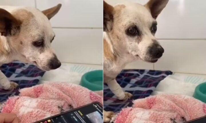 Vira-lata caramelo internado reage a áudio de tutor e comove internautas: ‘Papai tá com saudade’