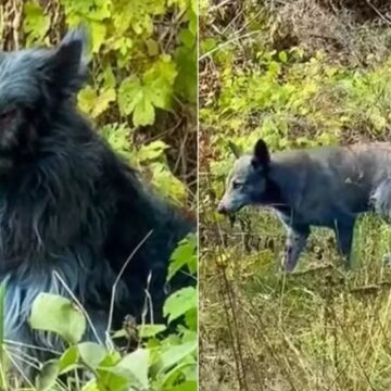Mistério: cachorros que vivem em Chernobyl estão ficando com os pelos azuis Mistério: cachorros que vivem em Chernobyl estão ficando com os pelos azuis