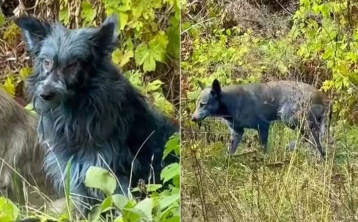 Mistério: cachorros que vivem em Chernobyl estão ficando com os pelos azuis