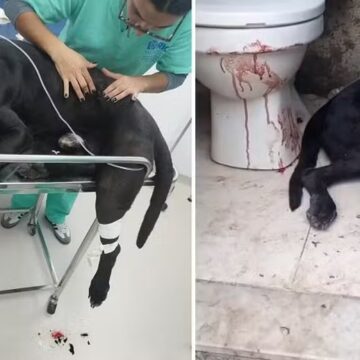 Cachorro baleado durante operação no Rio de Janeiro passa por cirurgia e recebe alta Cachorro baleado durante operação no Rio de Janeiro passa por cirurgia e recebe alta