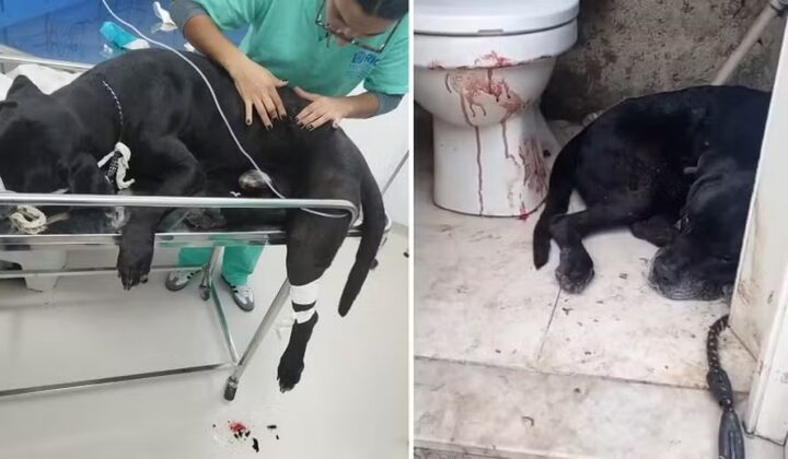 Cachorro baleado durante operação no Rio de Janeiro passa por cirurgia e recebe alta Cachorro baleado durante operação no Rio de Janeiro passa por cirurgia e recebe alta