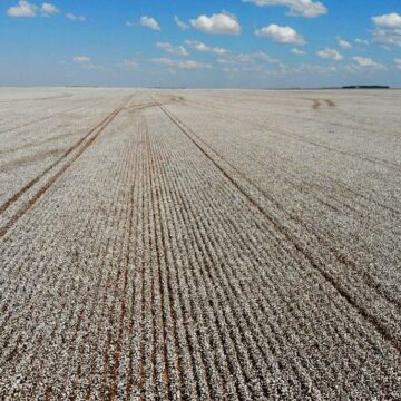 Bahia tem sete cidades entre as 50 maiores produtoras agrícolas do Brasil e se consolida como líder no Nordeste
