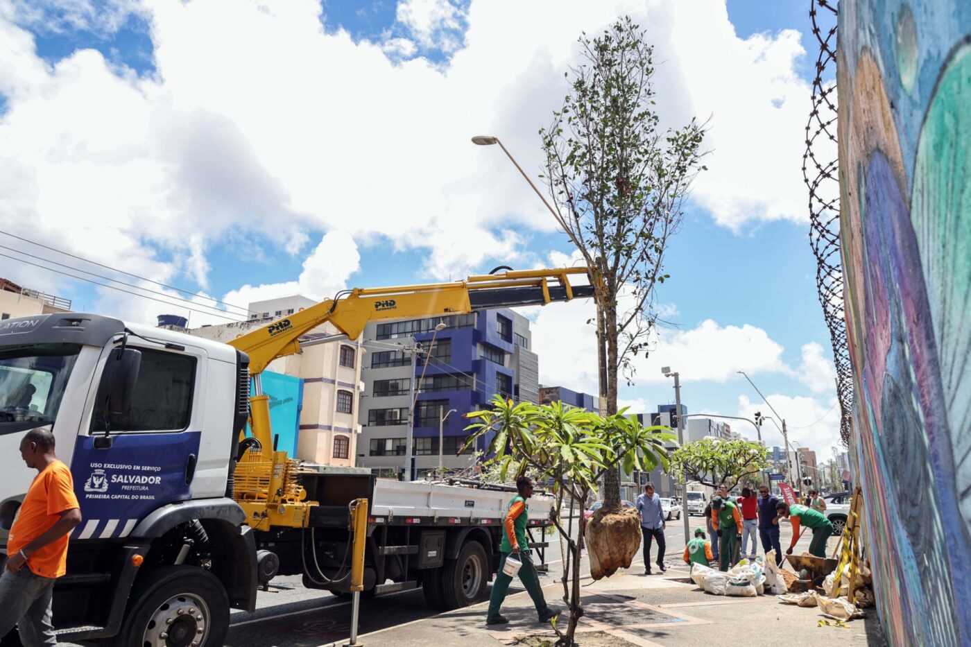 Corredor Verde: Prefeitura de Salvador já plantou 61 árvores na Pituba e planeja nova ação no Cabula