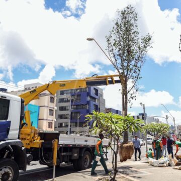 Corredor Verde: Prefeitura de Salvador já plantou 61 árvores na Pituba e planeja nova ação no Cabula