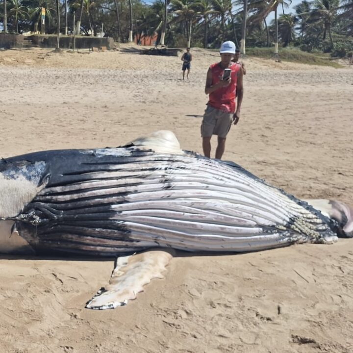 Filhote de baleia jubarte é encontrado morto na Praia do Flamengo, em Salvador