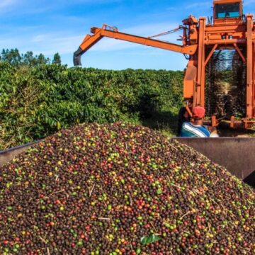 Quarto maior produtor de café do Brasil, Bahia aposta em fertilizante natural para impulsionar a cultura