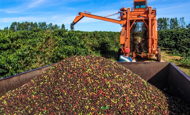 Quarto maior produtor de café do Brasil, Bahia aposta em fertilizante natural para impulsionar a cultura