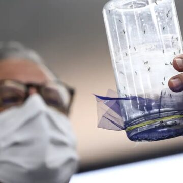 Fábrica de mosquitos oferece tecnologias para redução da dengue