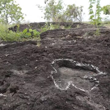 Pegadas de dinossauros são descobertas na Amazônia; veja fotos Pegadas de dinossauros são descobertas na Amazônia; veja fotos