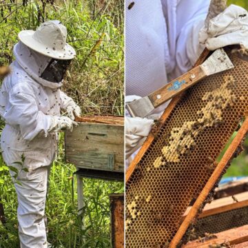 Santuário das abelhas movimenta turismo e preserva o meio ambiente na Praia do Forte